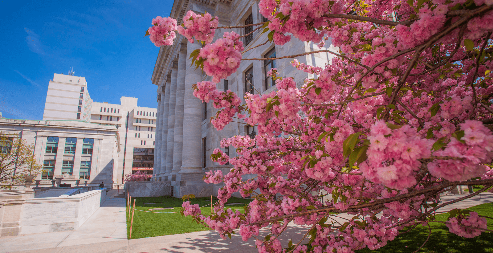 Spring trees in bloom on the HMS campus.