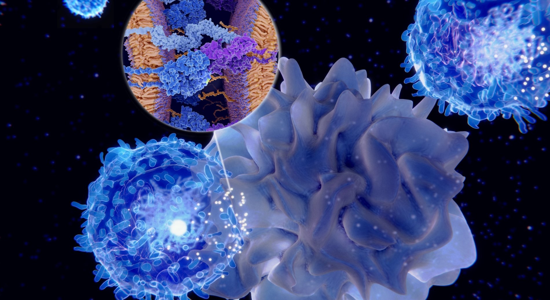 A close up of cells and the nuclei.