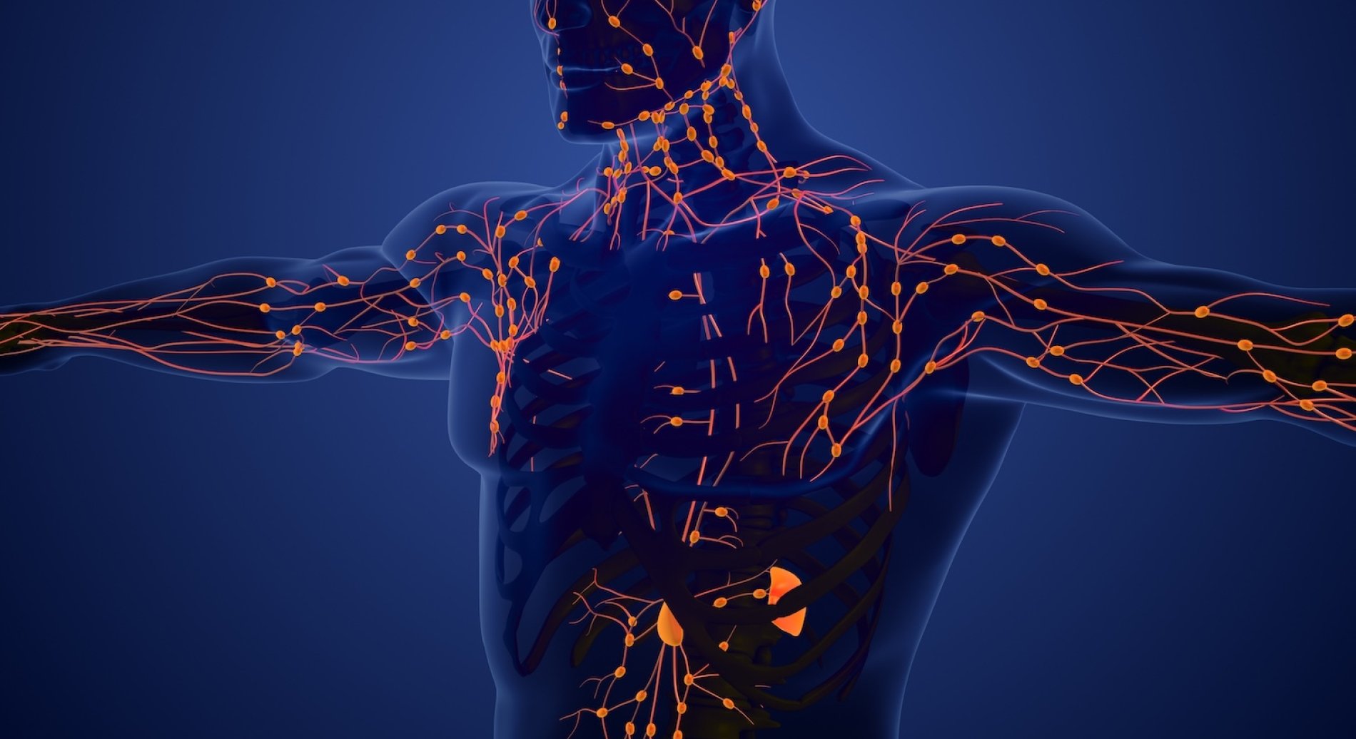 A graphic of the nervous system in the upper body.