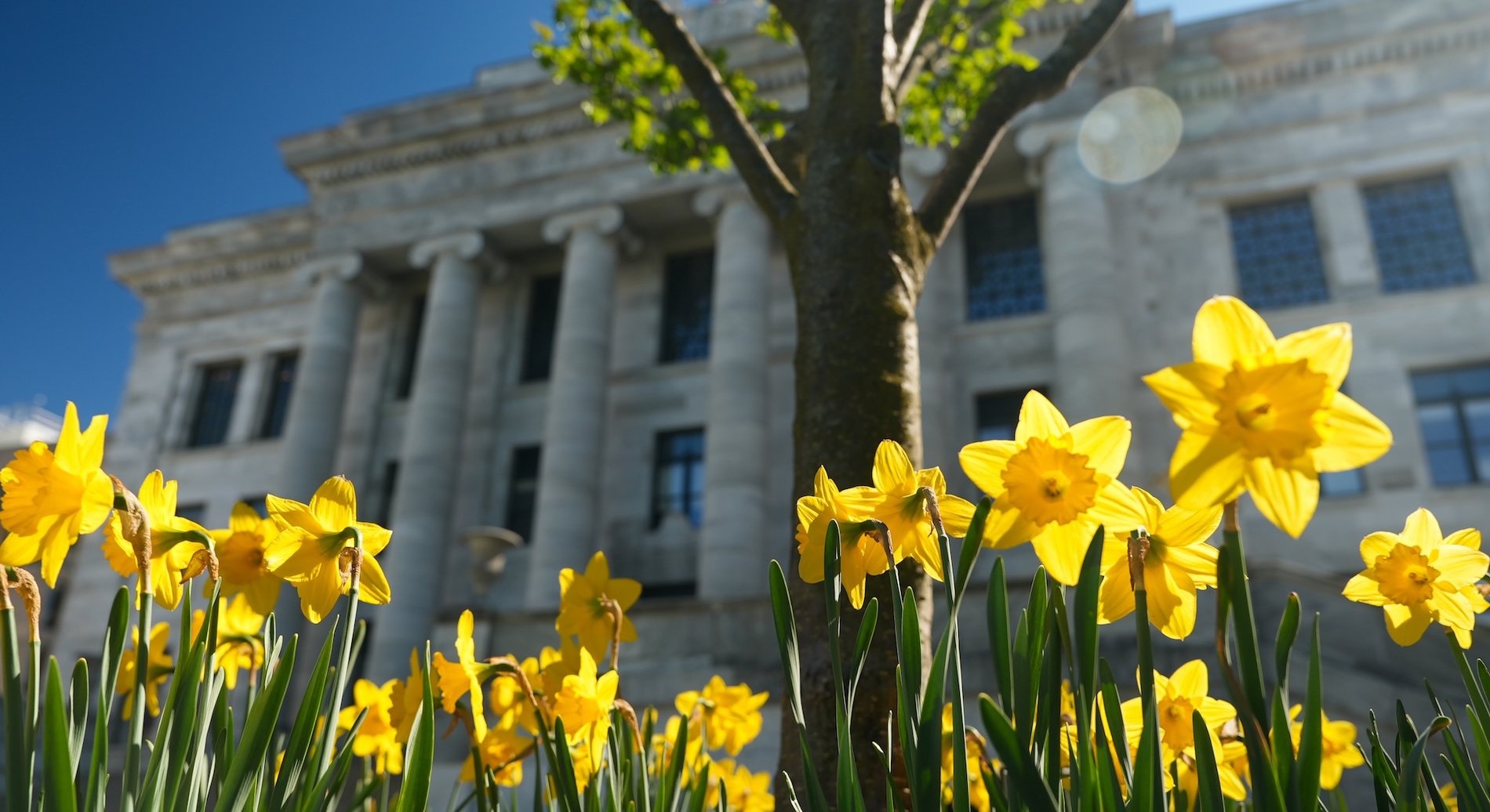Daffodils on the HMS campus.