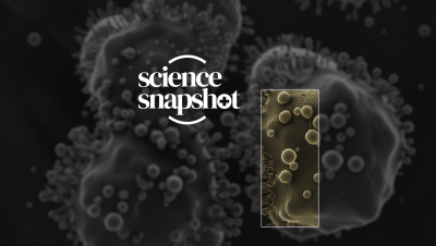 Science snapshot pancreatic 