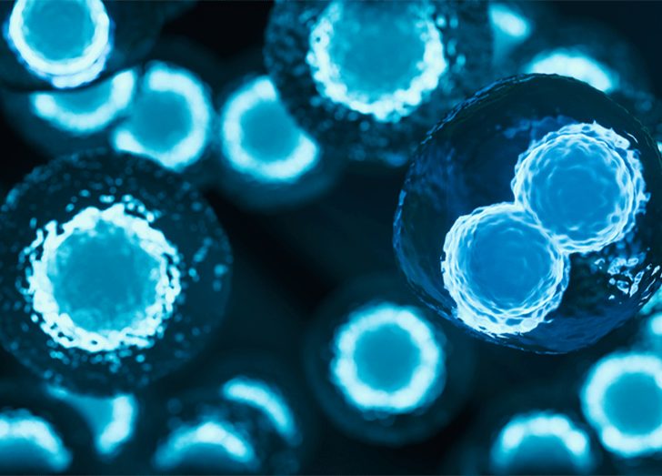 Stem cells.