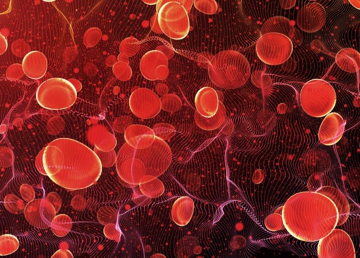 Image of blood cells.