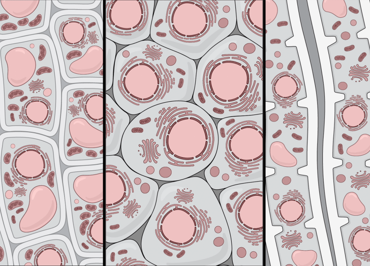 Cell org drawing from Biochemistry course