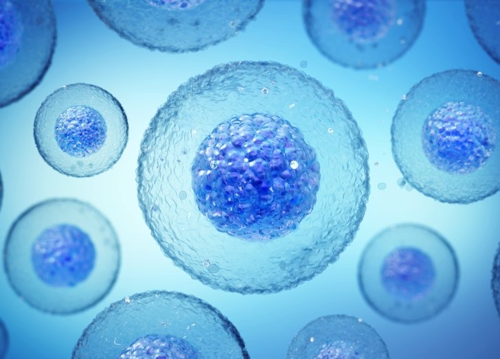 image of cells under a microscope.