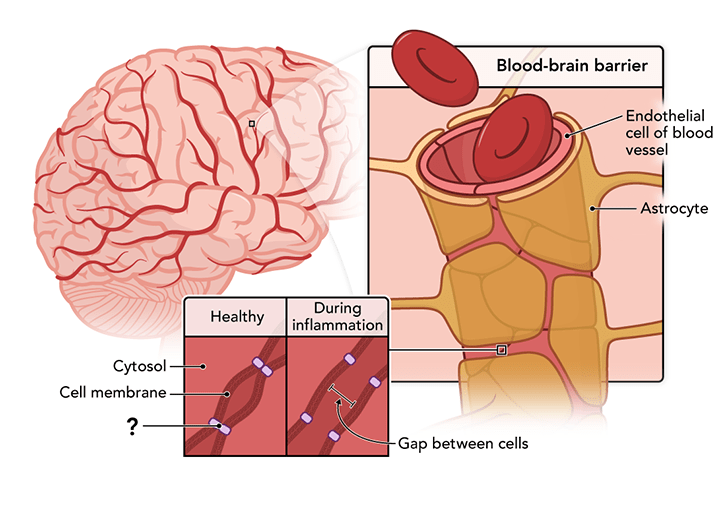 Pharmacology Fundamentals course illustration.