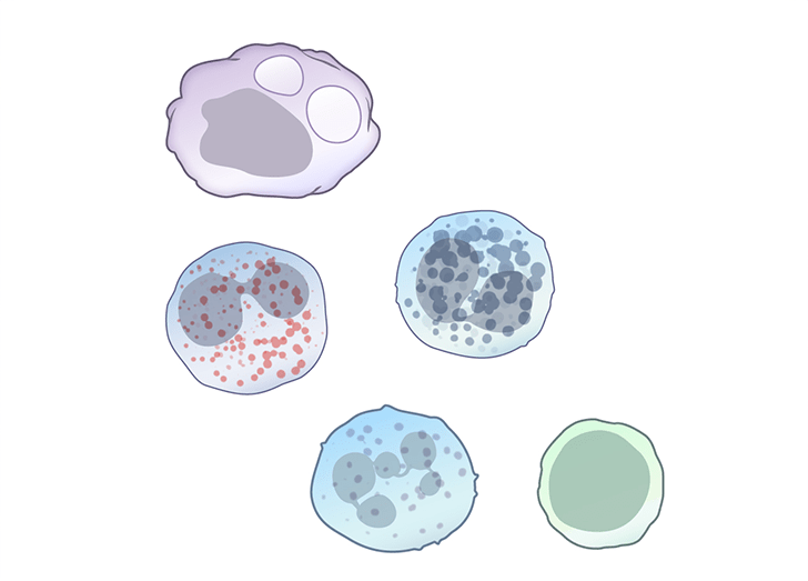 White blood cells illustration from course.