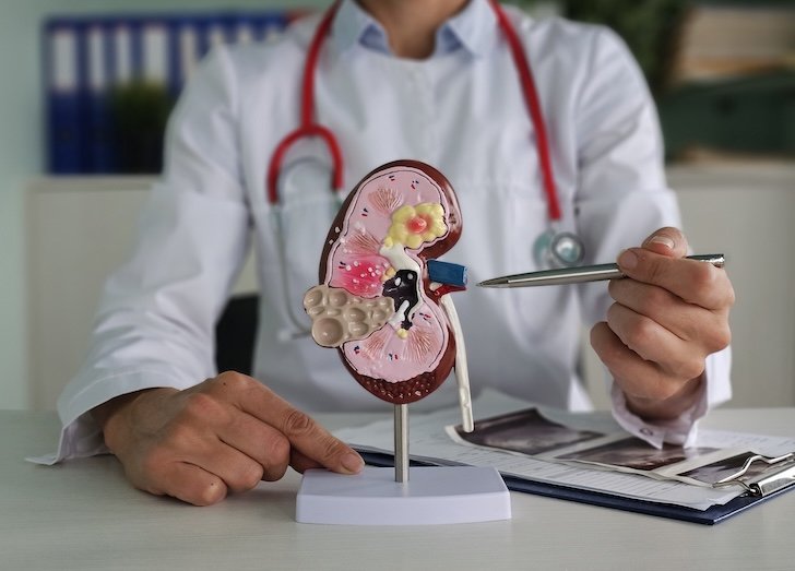 A health care provider pointing to a demonstration of a kidney.