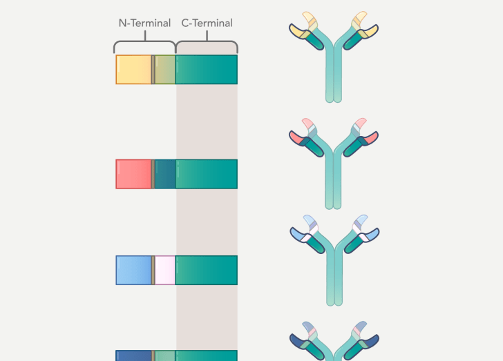 Immune Tolerance Course Illustration