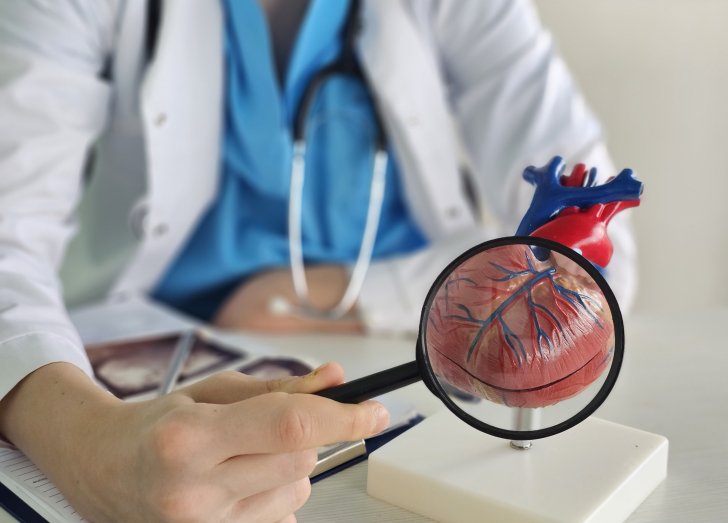 doctor holding a magnifying glass to a heart structure.