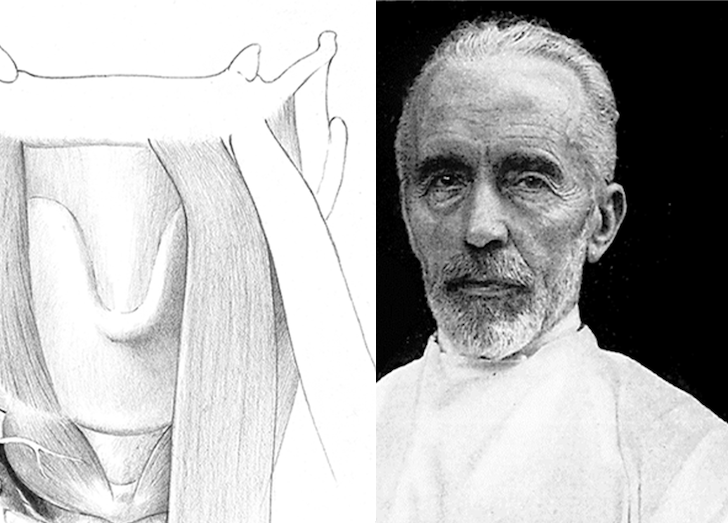 An image of the anatomical structure of the thyroid gland and a man.