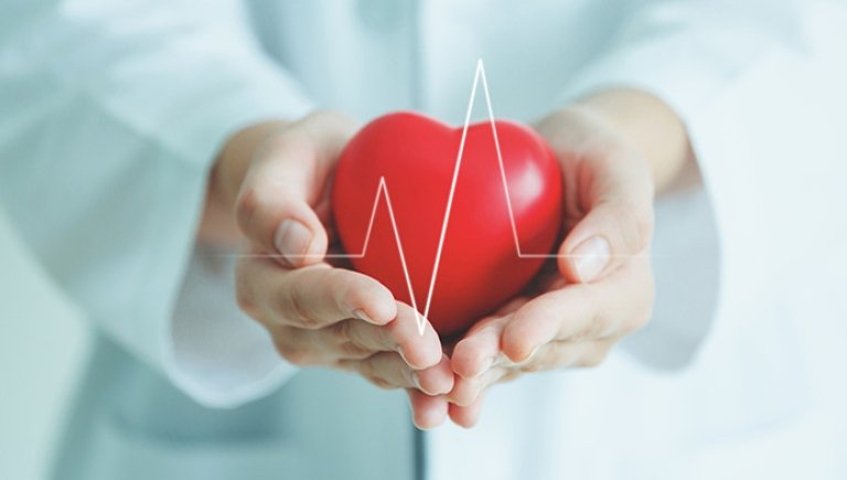 A heart in a doctor's hands. 