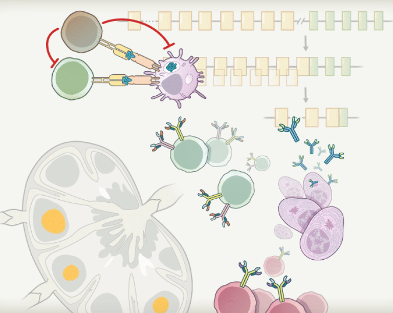 Immune Tolerance Course Illustration