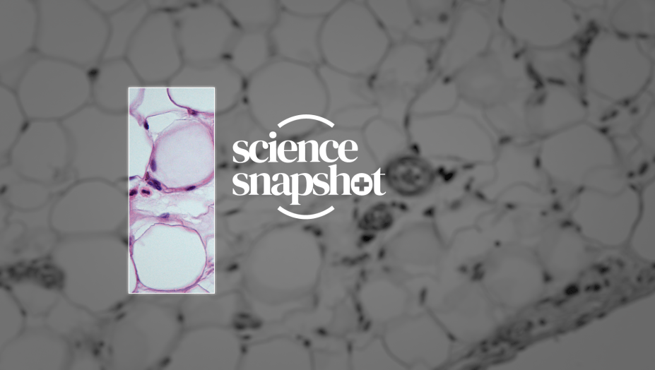 Science Snapshot logo.