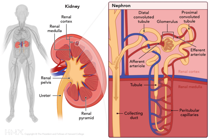 A medical illustration of a body.