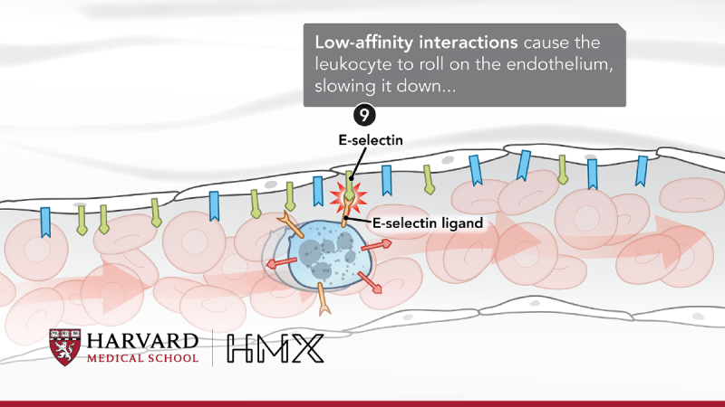 An image showing how low affinity interactions cause leukocytes to slow down.