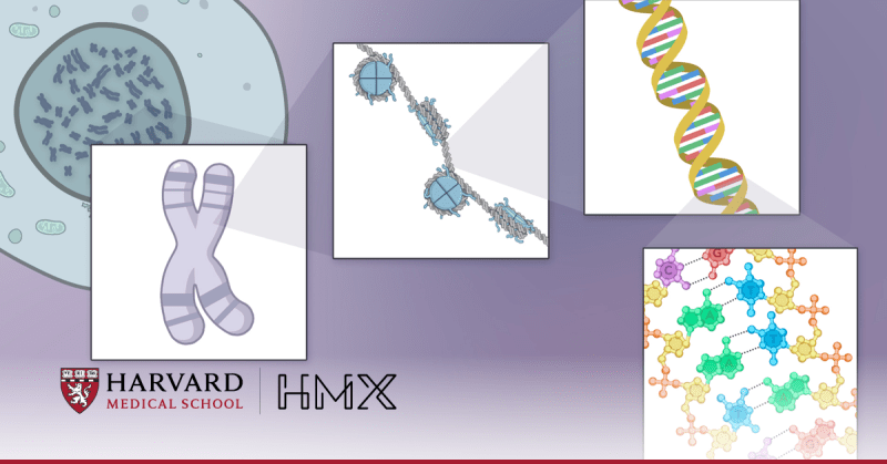Four different images overlaying an illustration of a cell.