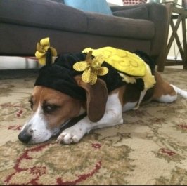 A dog resting on the floor.